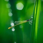 绅士宝典:提升魅力与修养的终极指南 i9ayp