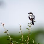 畅享小鸭影音:免费线上观看热门影视的最佳选择 m13y4