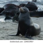 纤纤影视最新网址是什么:探索最新影视资源与观看体验的最佳途径 ur5172rsor